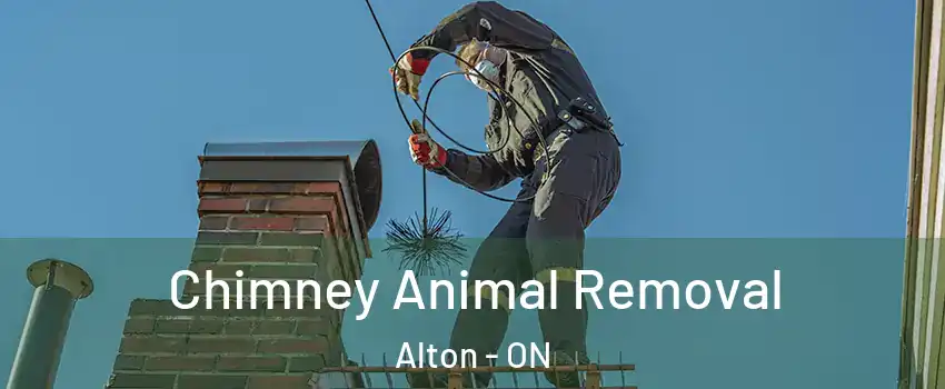  Chimney Animal Removal Alton - ON