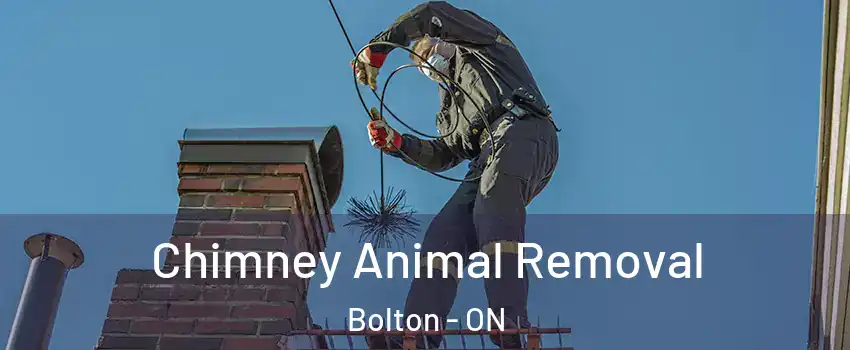 Chimney Animal Removal Bolton - ON