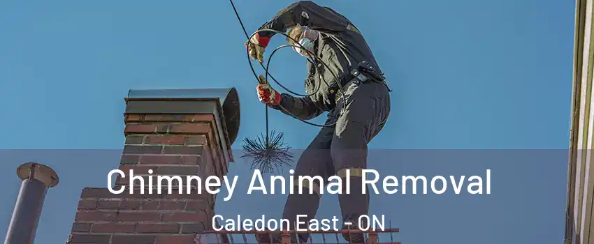  Chimney Animal Removal Caledon East - ON