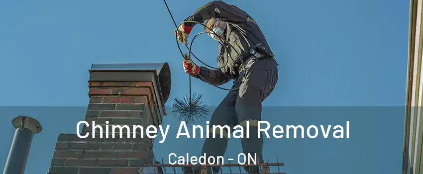 Chimney Animal Removal Caledon - ON