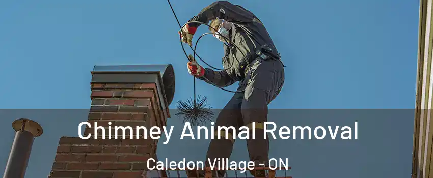  Chimney Animal Removal Caledon Village - ON