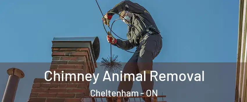  Chimney Animal Removal Cheltenham - ON