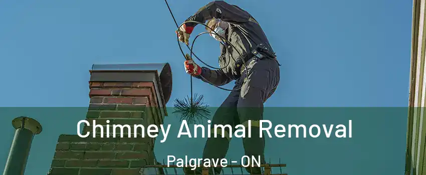 Chimney Animal Removal Palgrave - ON
