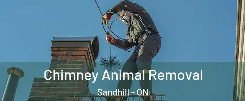  Chimney Animal Removal Sandhill - ON